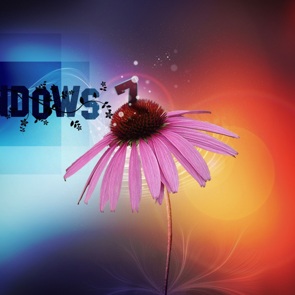 Echinacea flower on windows operating system