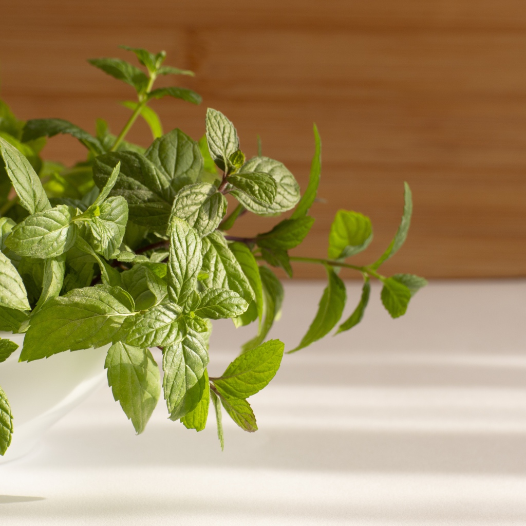 Свежие ароматные зеленые листья мяты