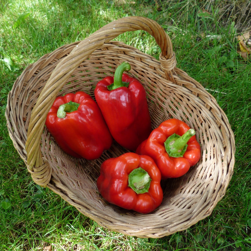 Красный болгарский перец в корзине на зеленой траве