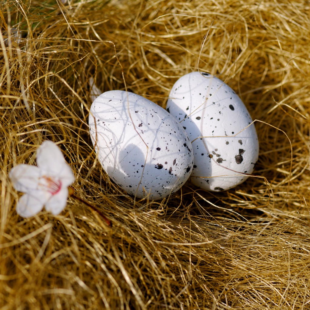 Два яйца лежат на сухой траве