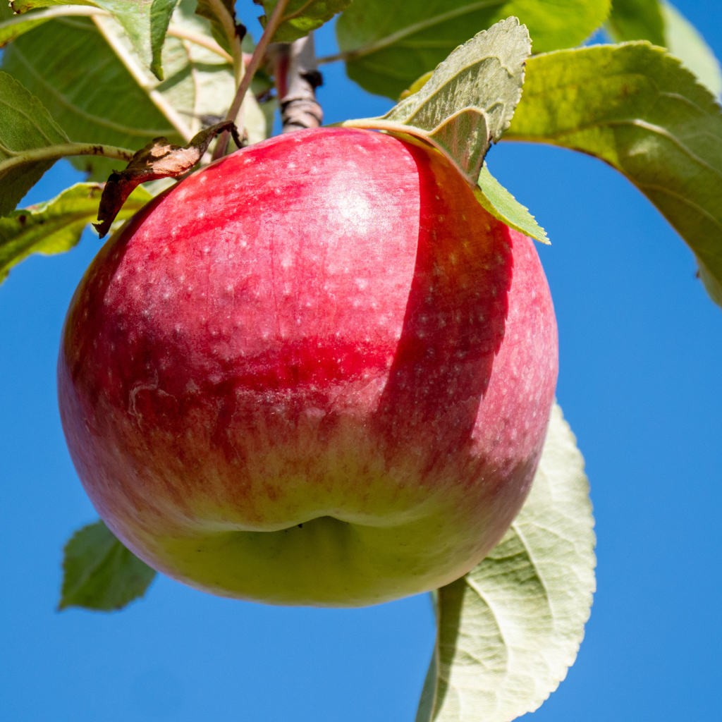 Красивое красное яблоко на ветке на фоне голубого неба