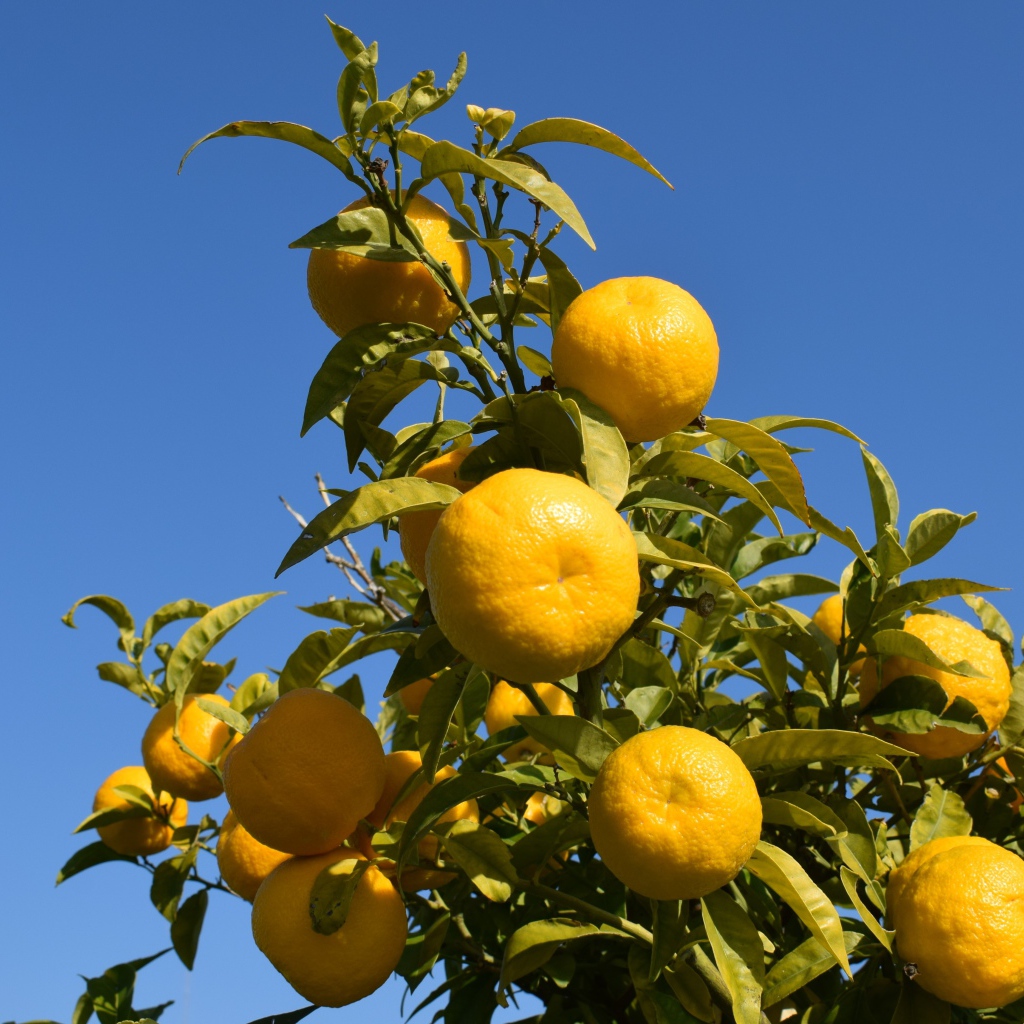 Много желтых мандаринов на ветке дерева на фоне неба