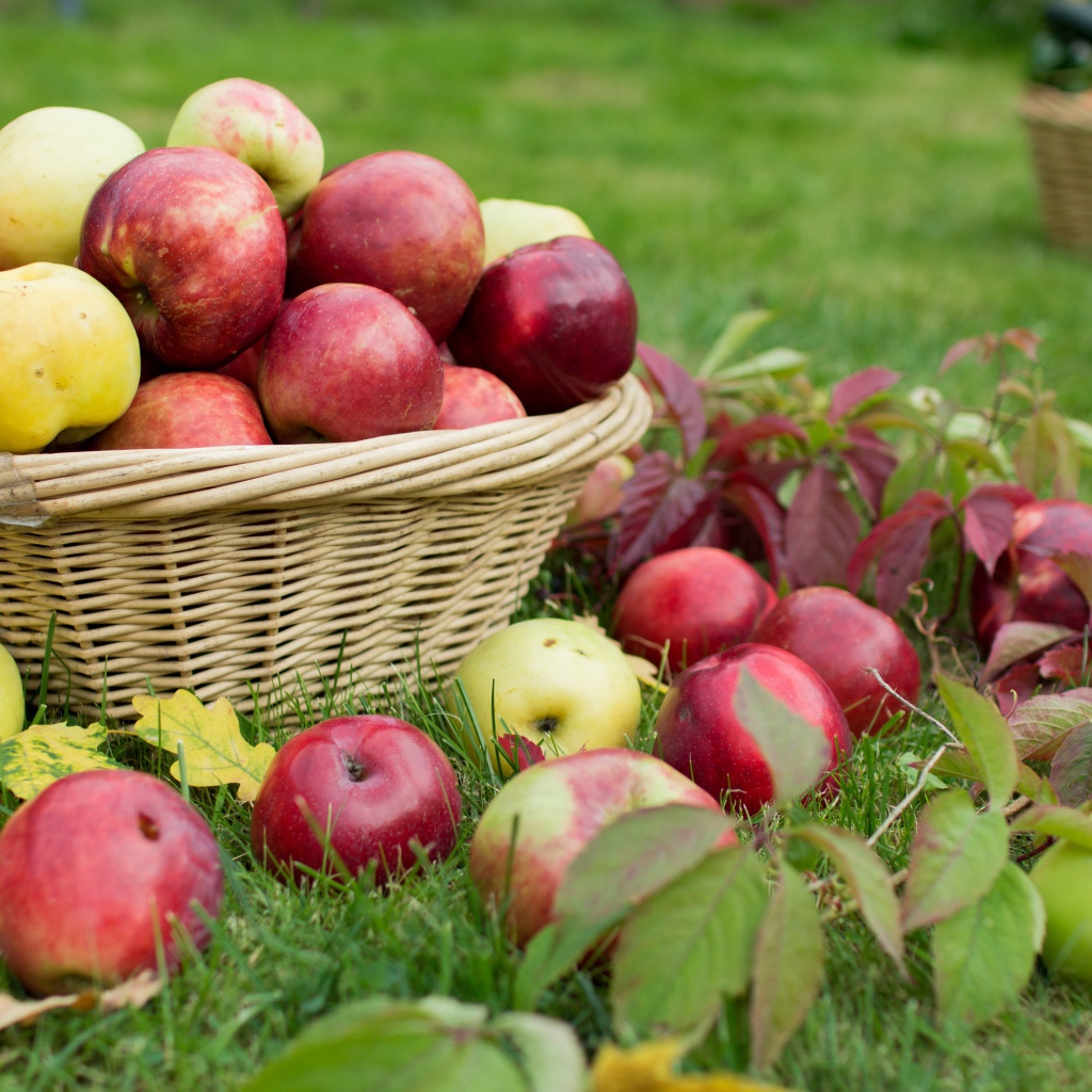 Красные и желтые яблоки в корзине на зеленой траве