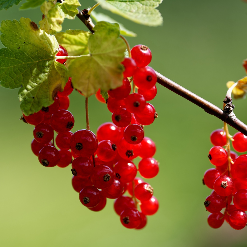Красная сладкая смородина на ветке