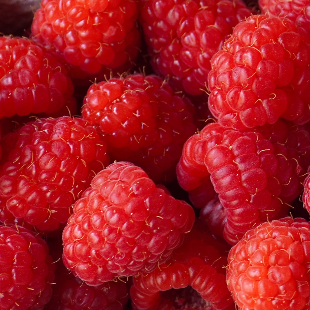 Красные сладкие ягоды малины крупным планом 