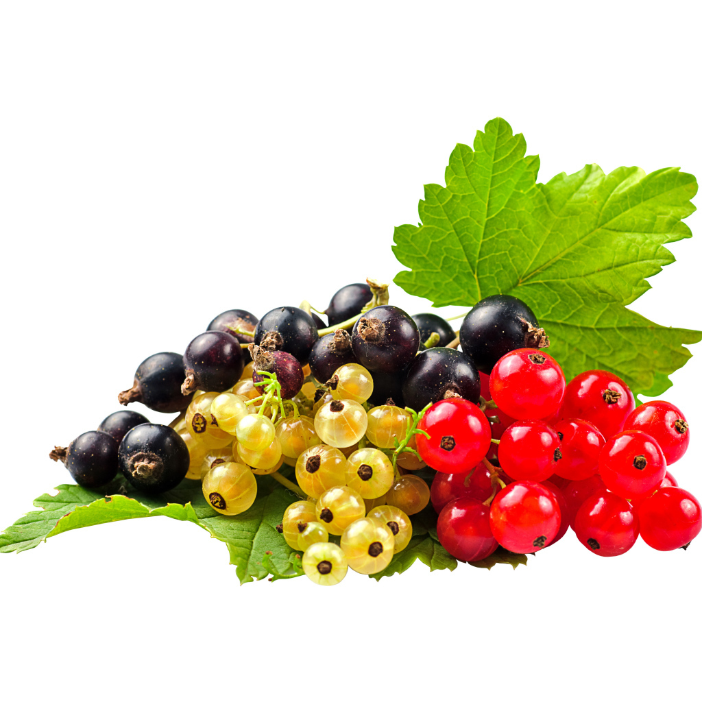 Желтая, черная и красная смородина на белом фоне