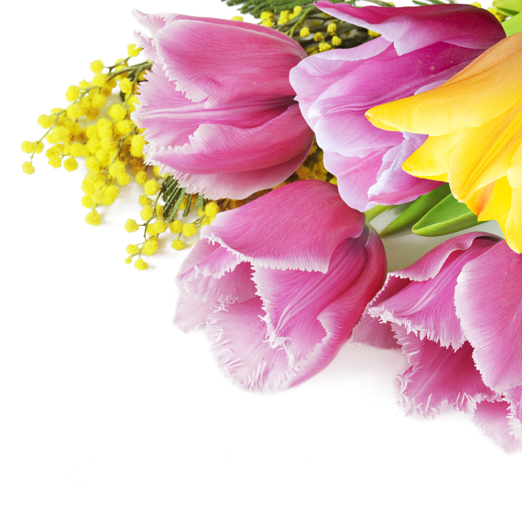 Тюльпаны и мимозы на белом фоне на 8 марта