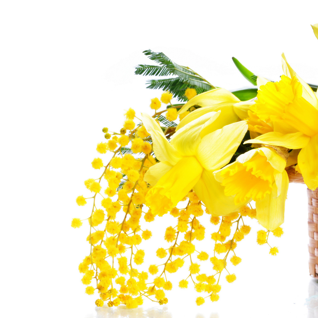 Желтые мимозы и нарциссы в корзине на белом фоне на 8 марта
