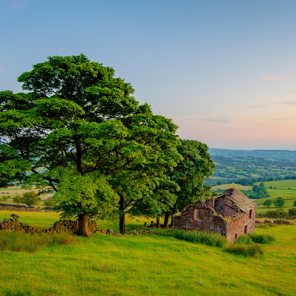 Большое зеленое дерево у разрушенного дома 