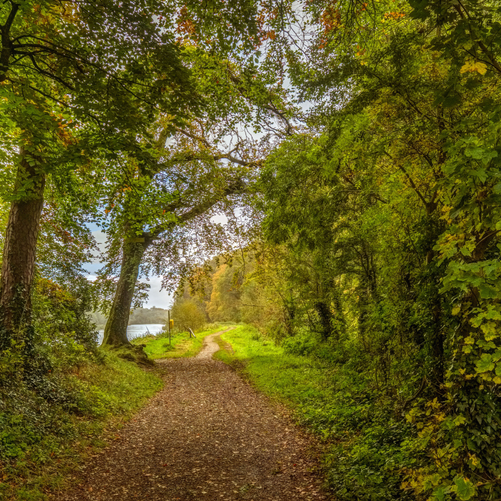 Красивый парк с зелеными деревьями у реки