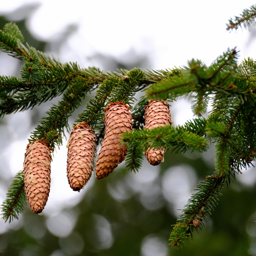 Большие коричневые шишки на зеленой ветке ели 