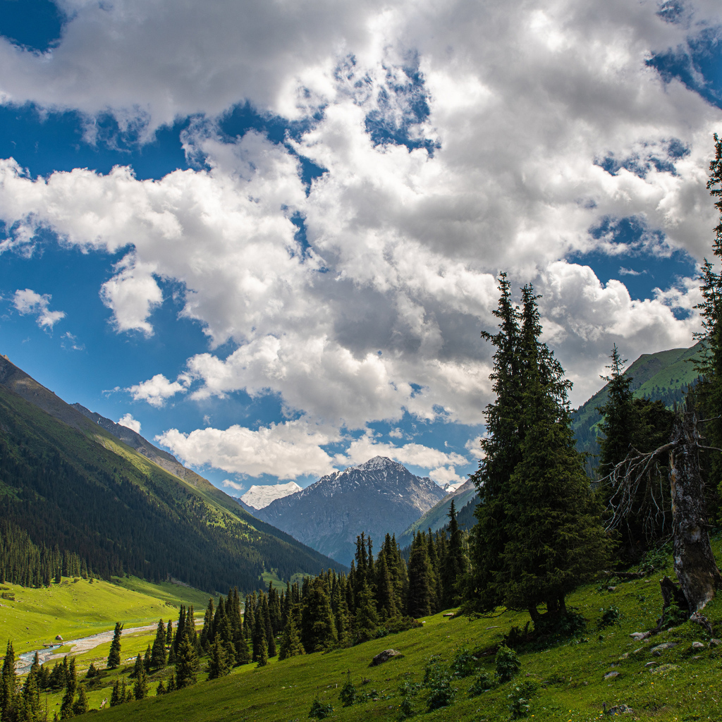 Густые белые облака над покрытыми лесом горами
