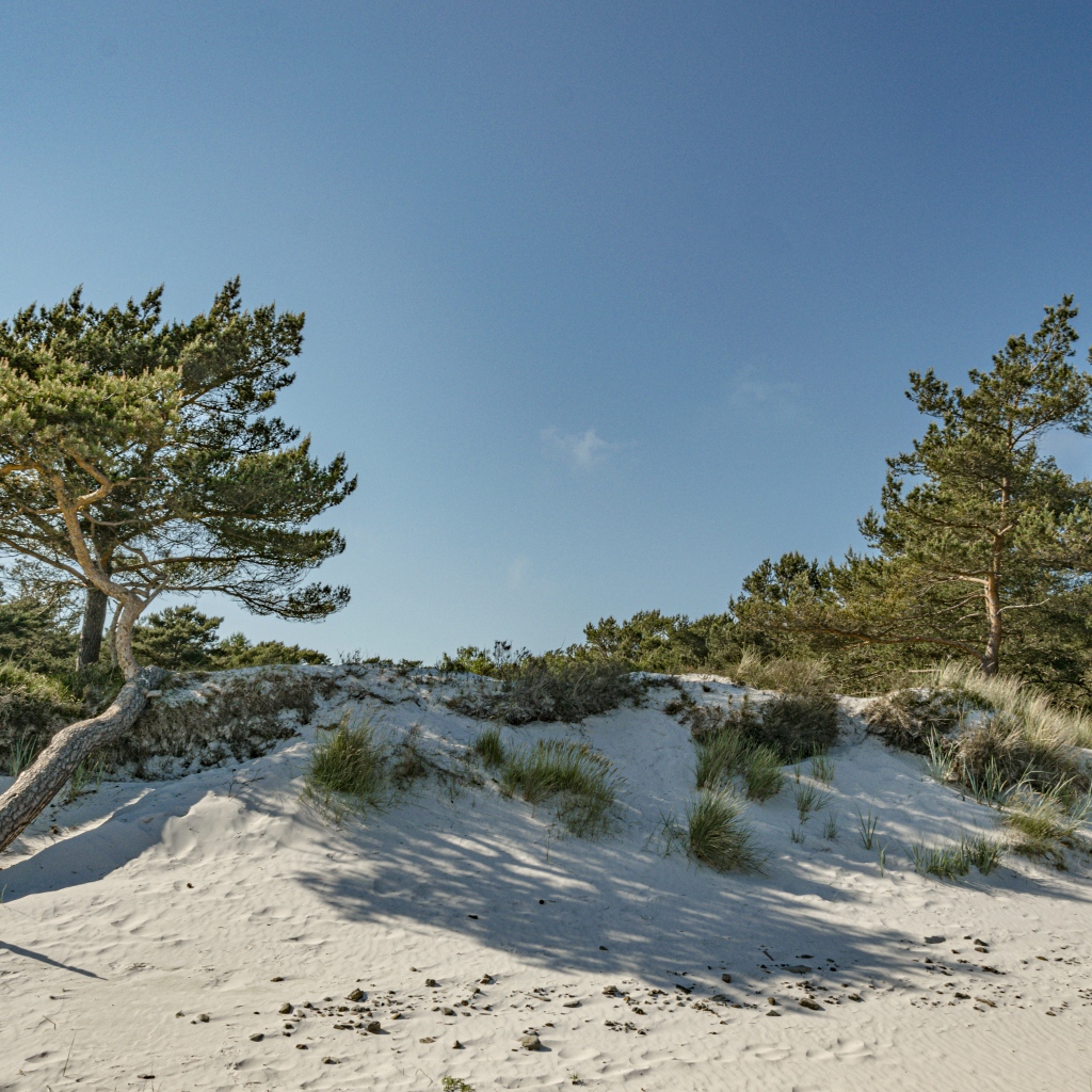 Белый песок с зелеными деревьями на голубом фоне