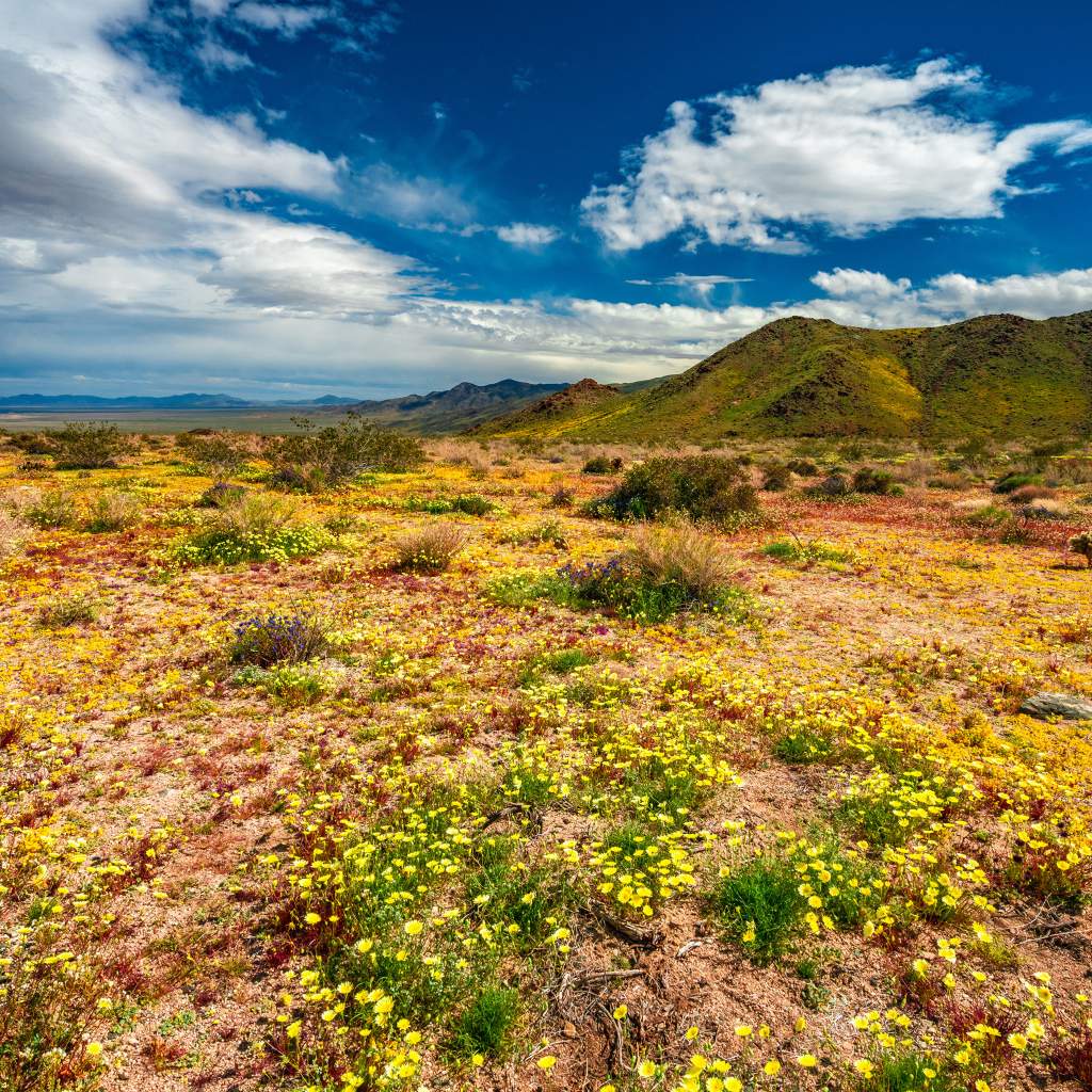 Желтые цветы в пустыне под голубым небом 