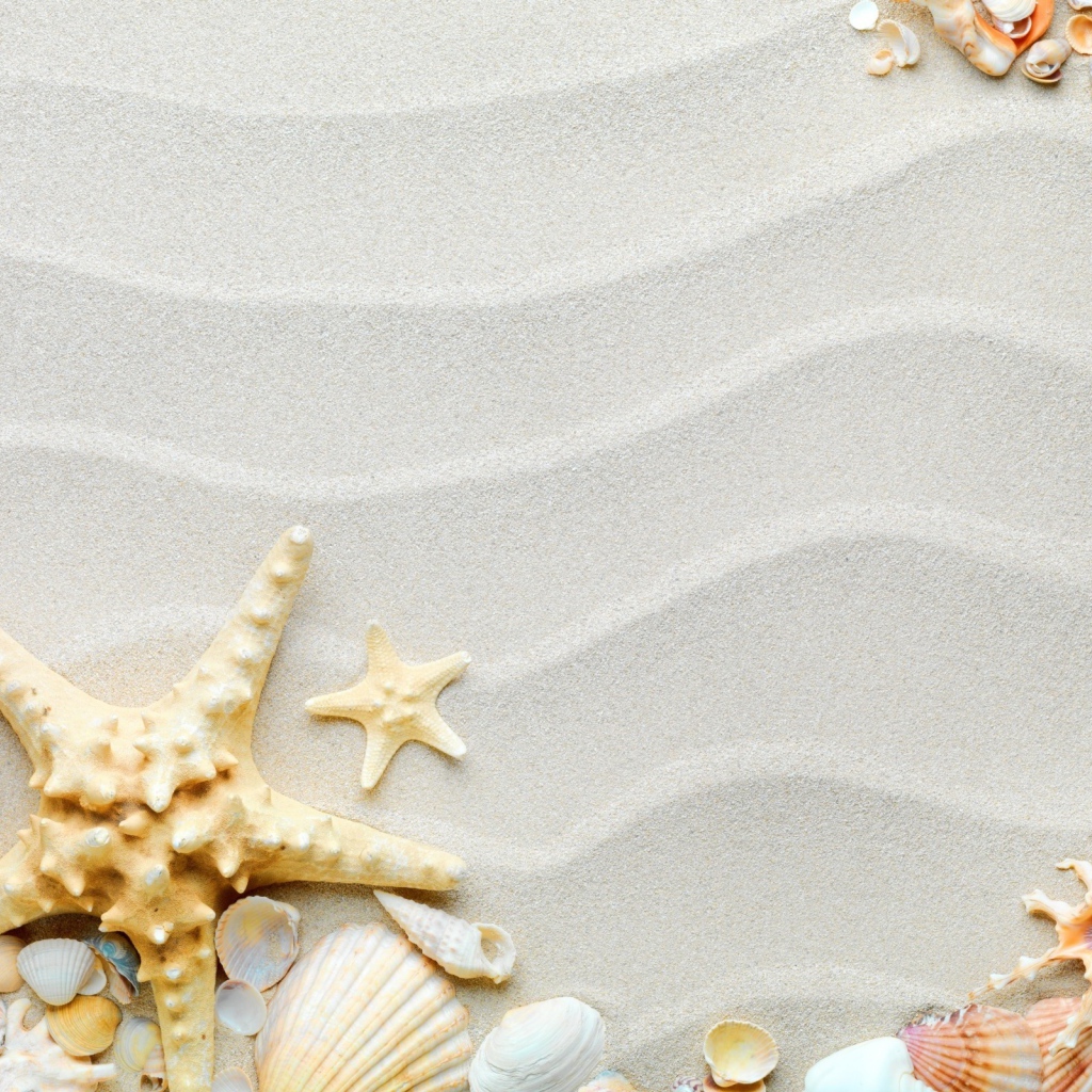 Красивые разные ракушки с морской звездой на волнистом белом песке 