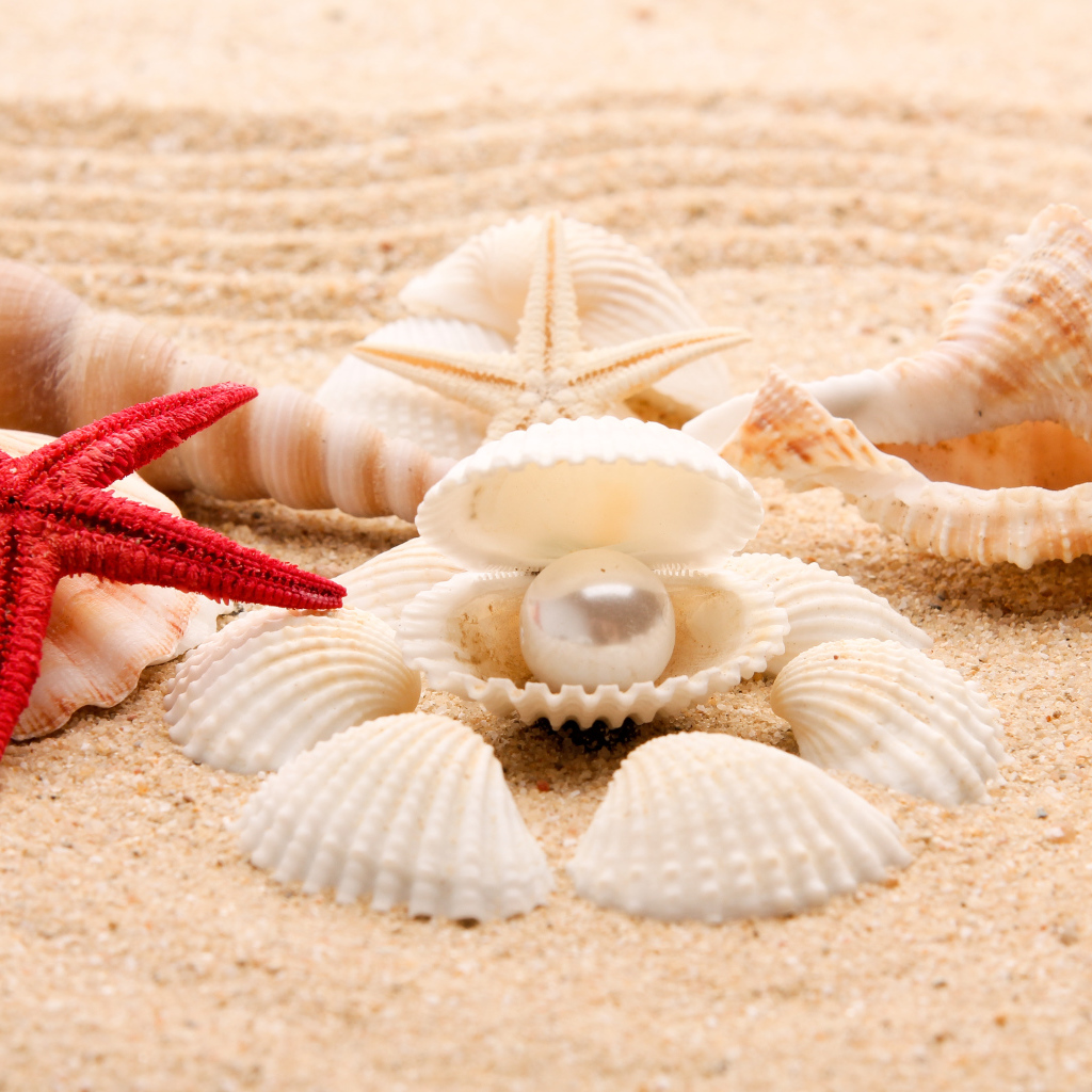 Красивые ракушки с белой жемчужиной на песке