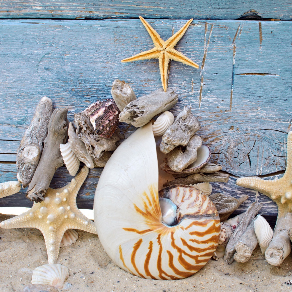 Разные красивые ракушки с морскими звездами на деревянном фоне 