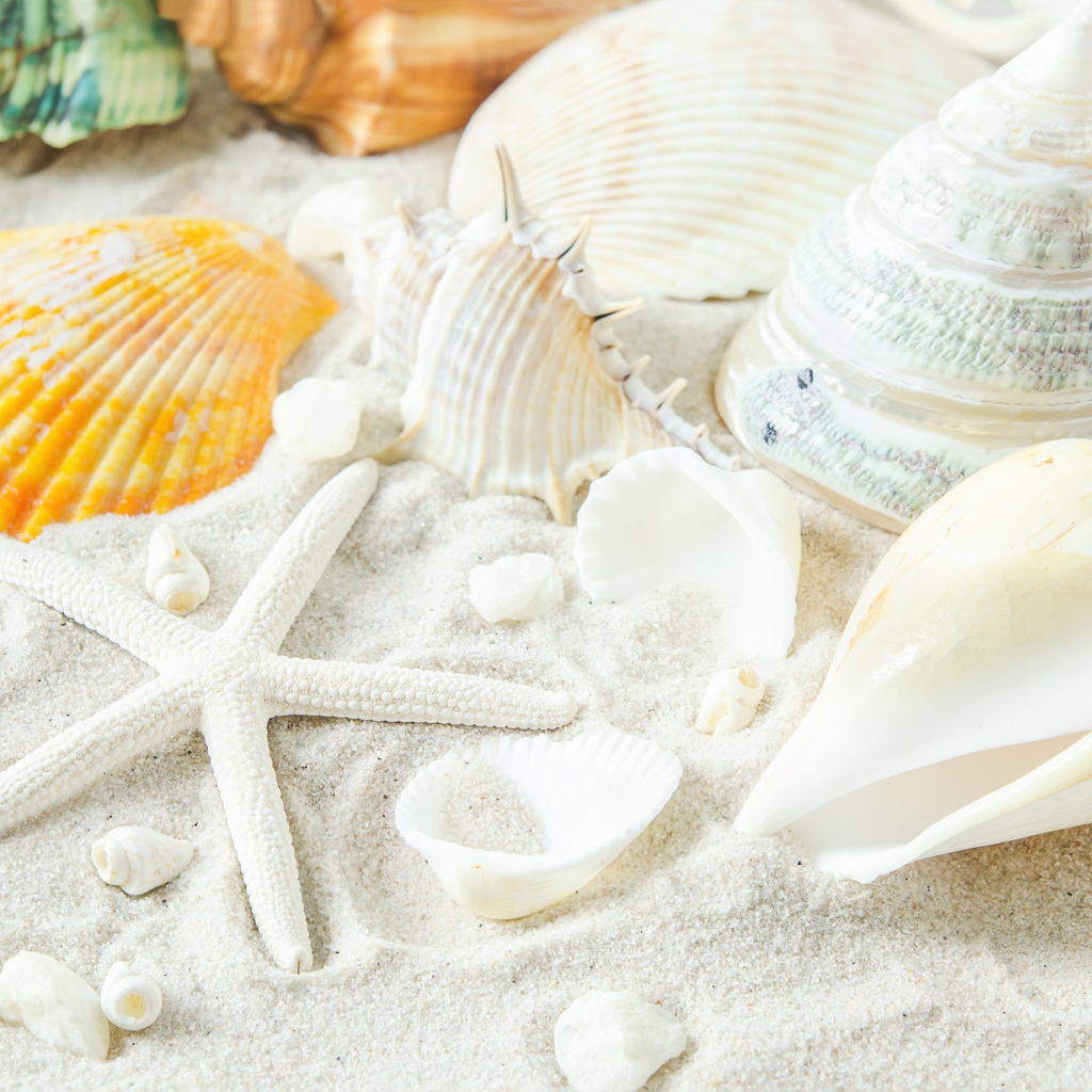 Большие белые ракушки и морская звезда на песке