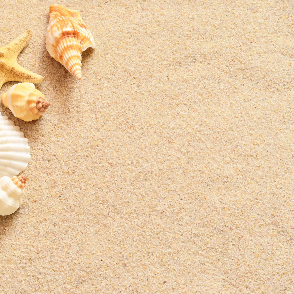 Ракушки и морская звезда лежат на желтом песке