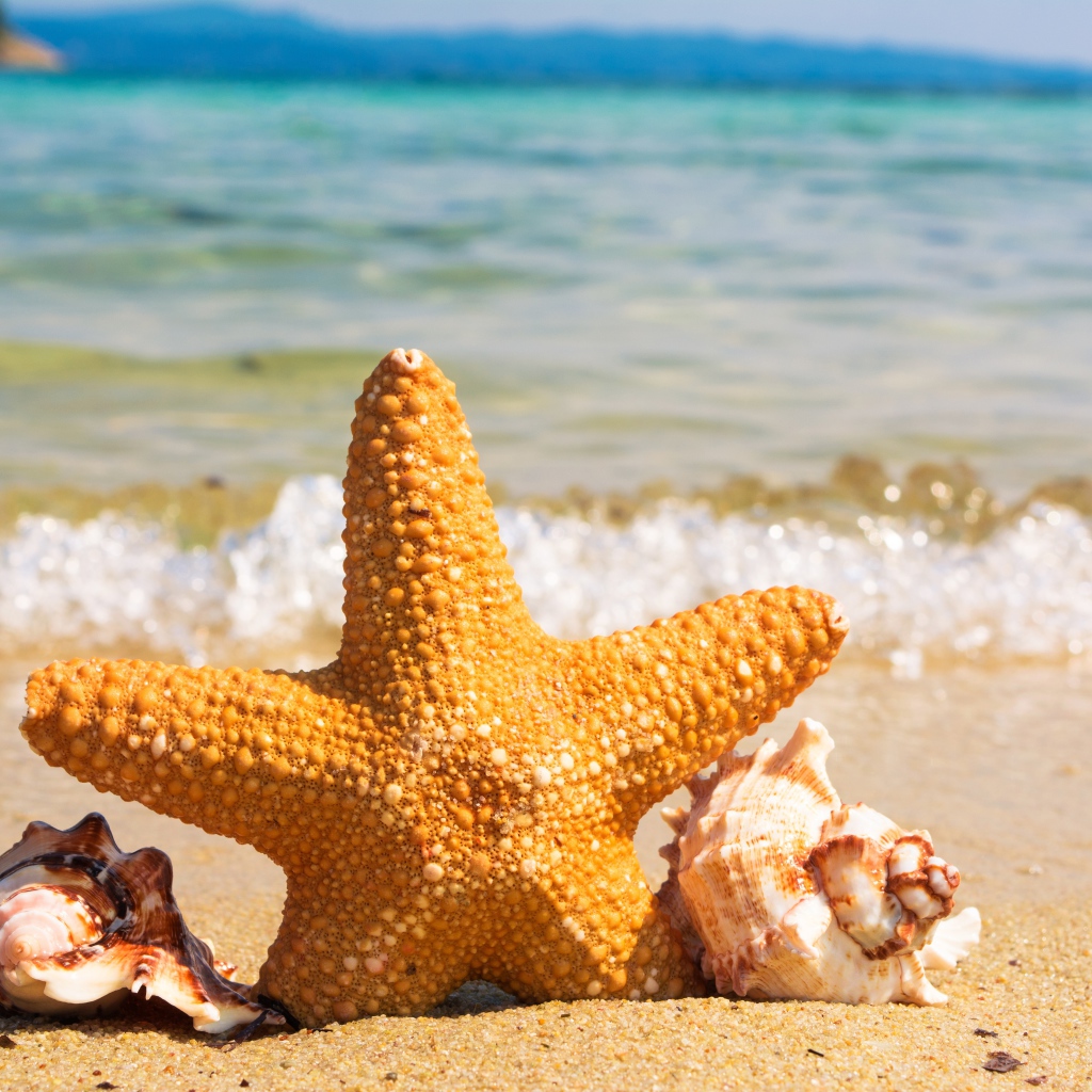 Морская звезда с ракушками на берегу моря