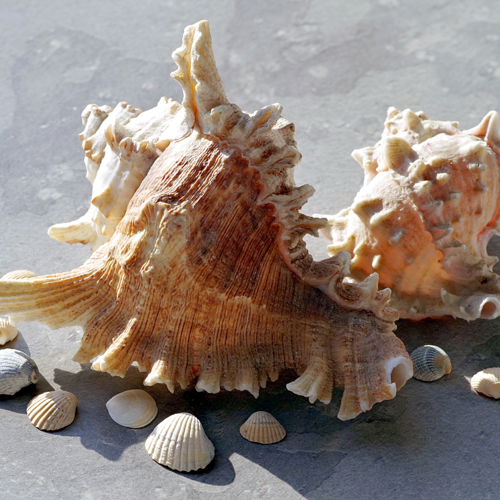 Две большие ракушки лежат на камне