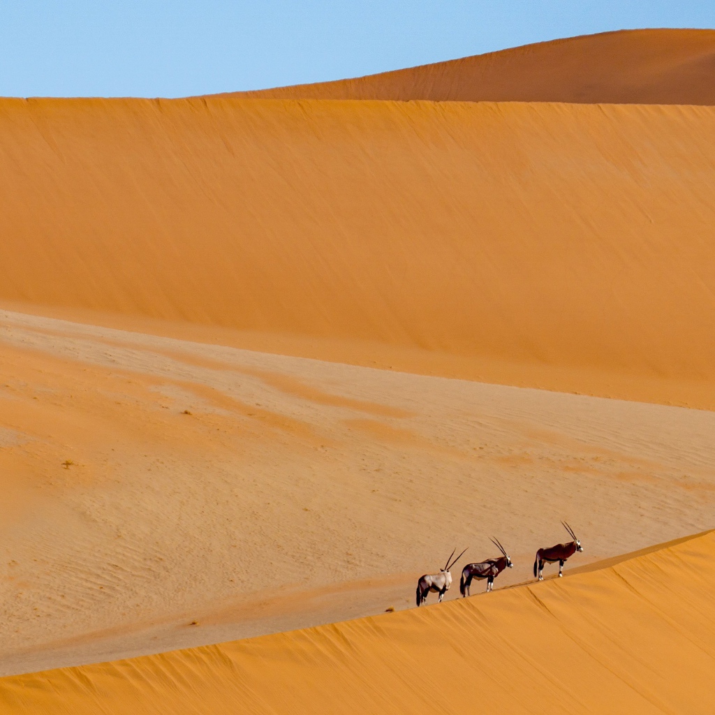 Большая горячая пустыня с животными под голубым небом 
