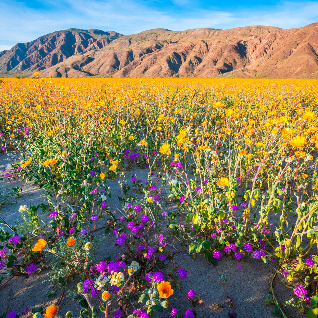 Пустыня на фоне гор покрылась цветами