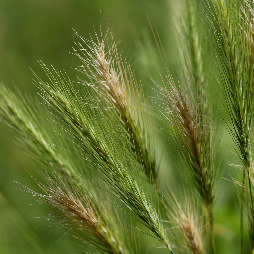 Зеленые колосья пшеницы крупным планом на поле