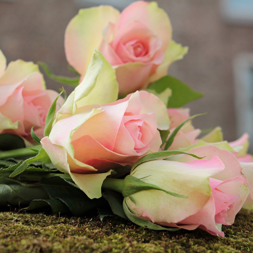 Букет розовых тюльпанов лежит на земле