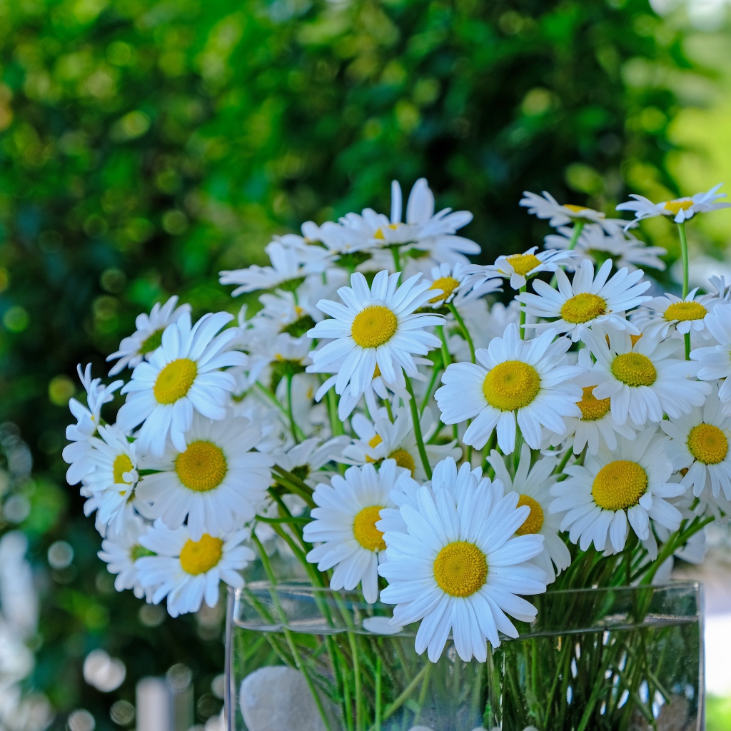 Большой букет белых ромашек в стеклянной вазе на столе 
