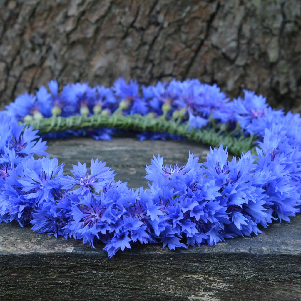 Венок из синих цветов василька на лавке