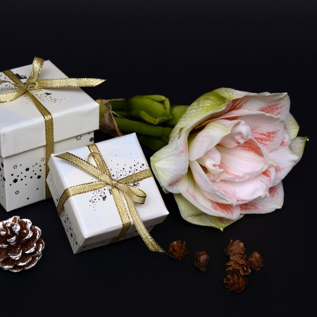 Цветок амариллиса с подарками на черном фоне