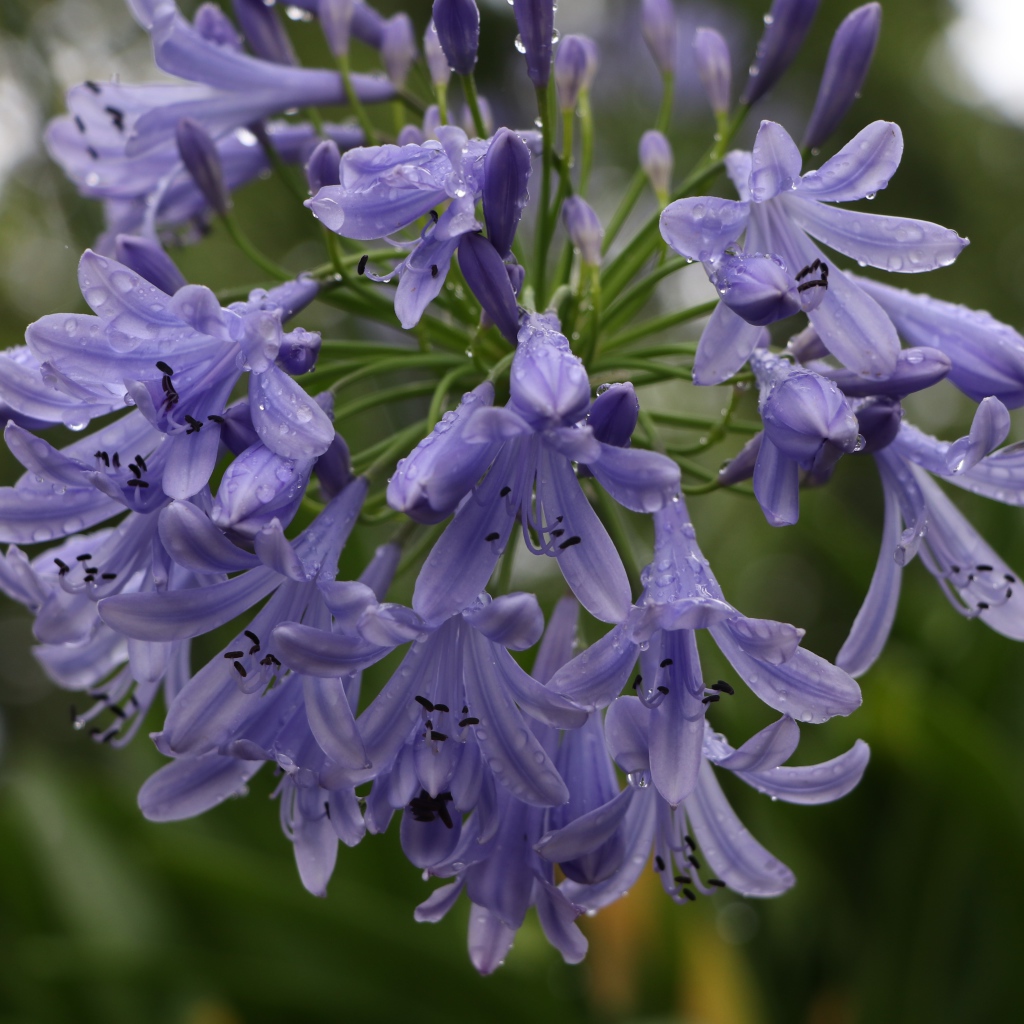 Красивые цветы Агапантус в каплях росы