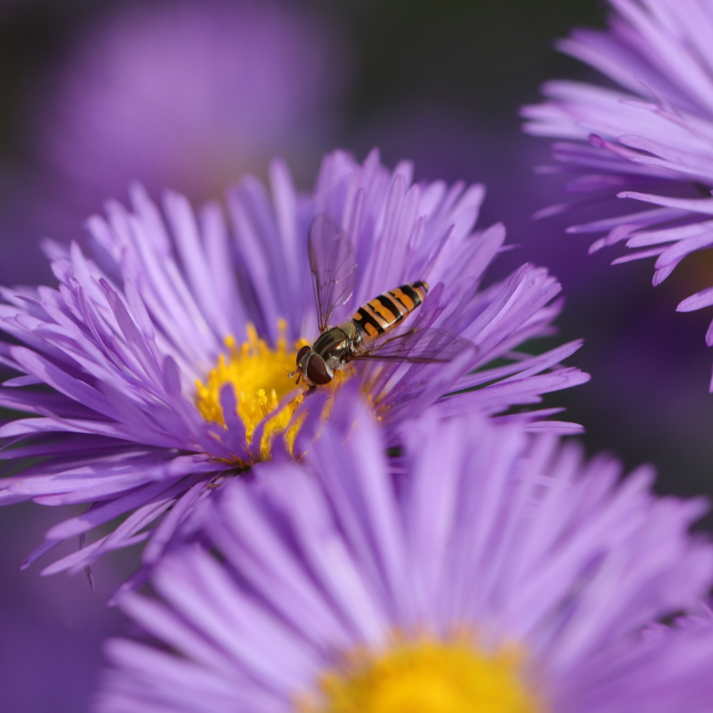 Красивые цветы астры на клумбе 