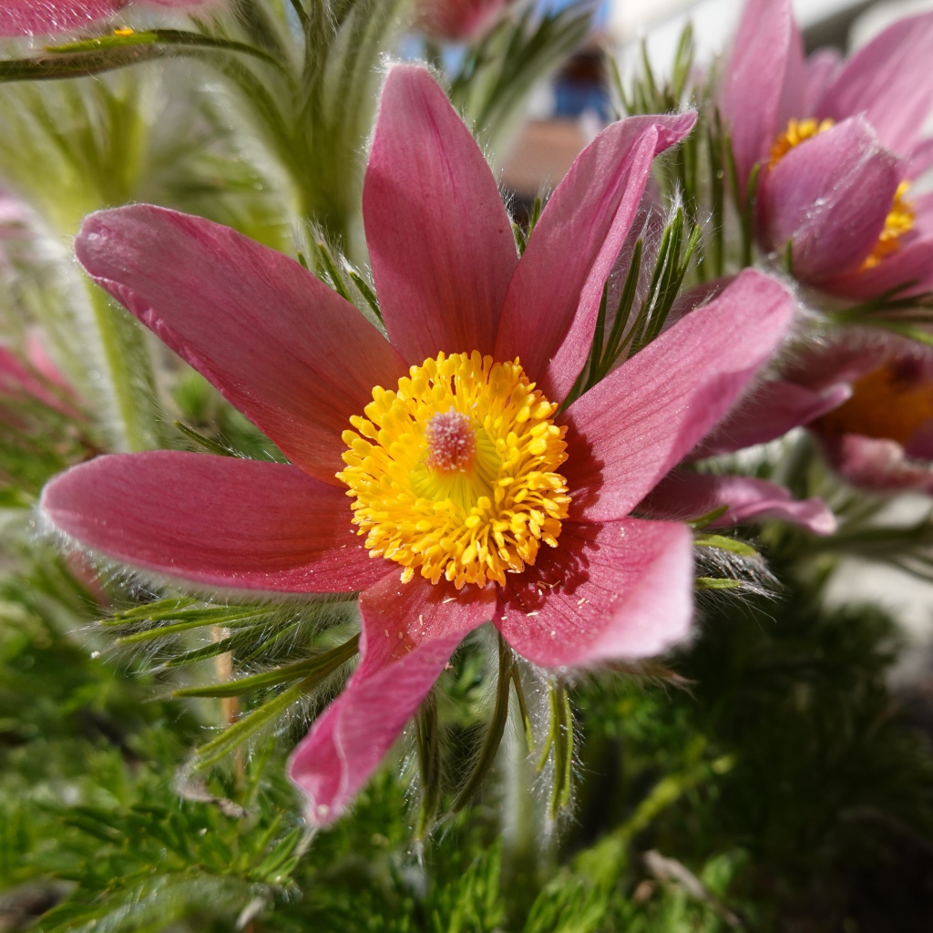 Красивые осенние цветы прострел