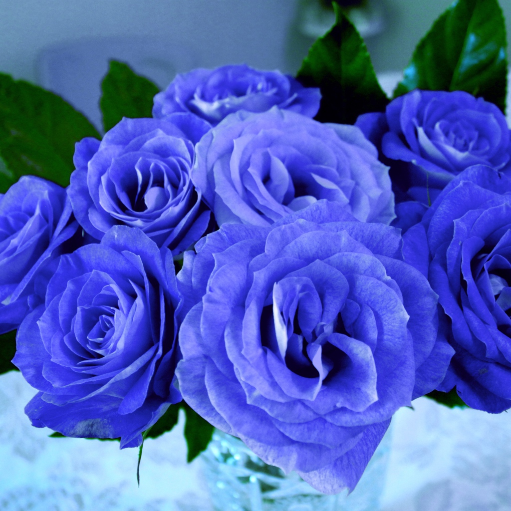 Красивый букет синих роз крупным планом