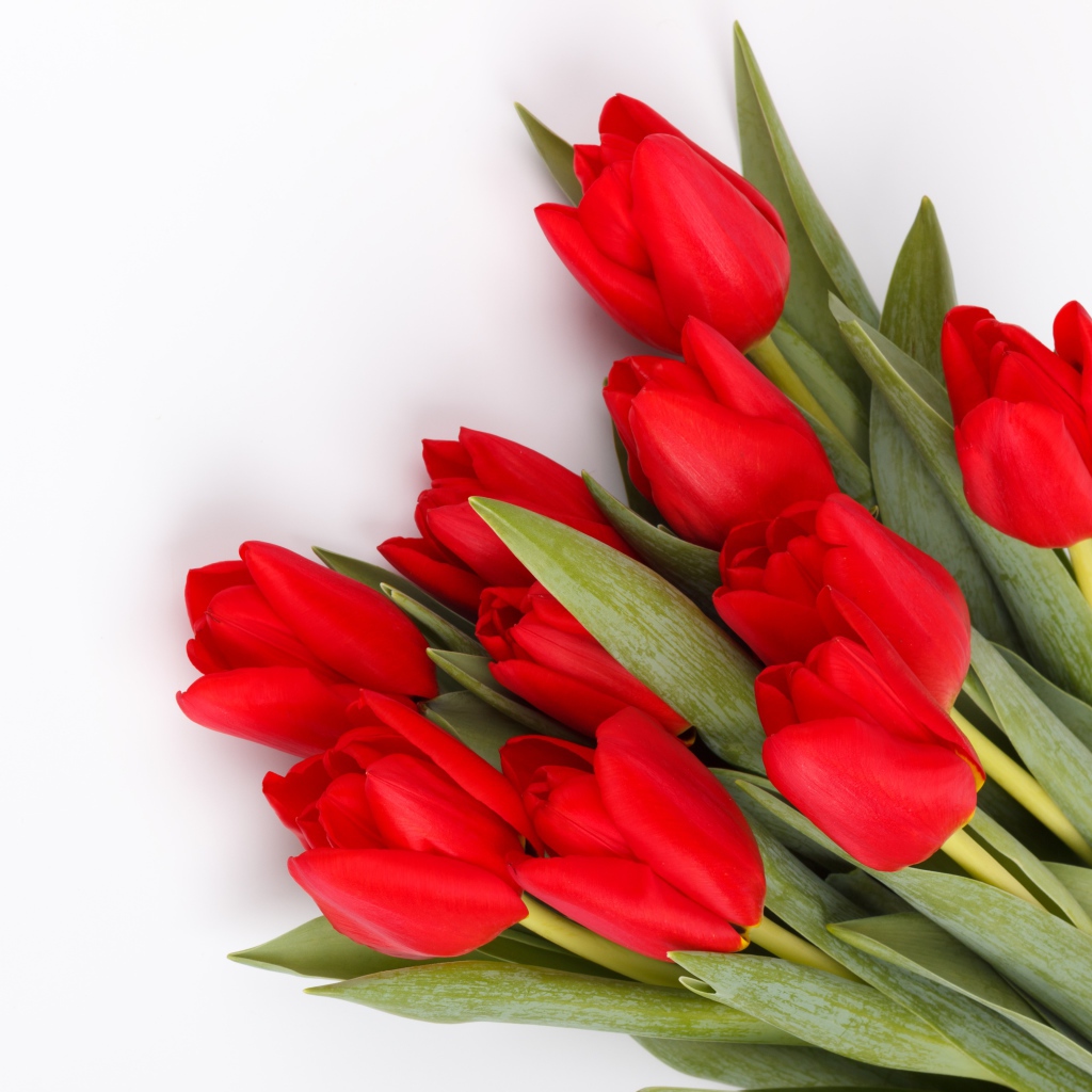 Красивый букет свежих красных тюльпанов на белом фоне