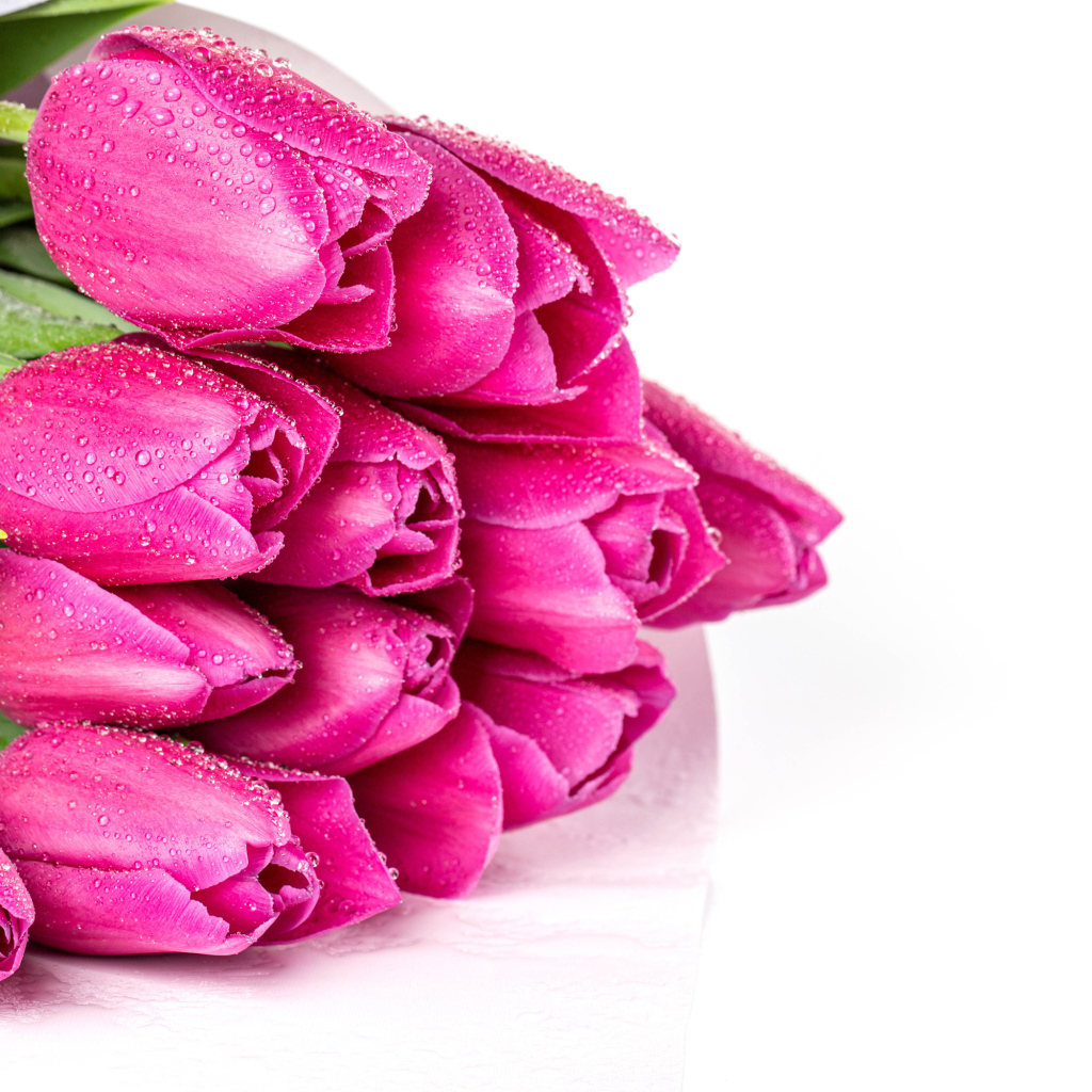 Красивый букет розовых тюльпанов в каплях воды на белом фоне