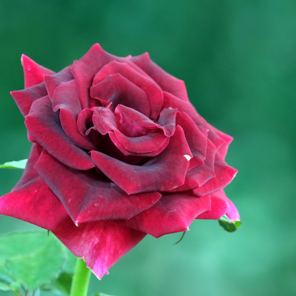 Красивая бордовая роза на зеленом фоне крупным планом