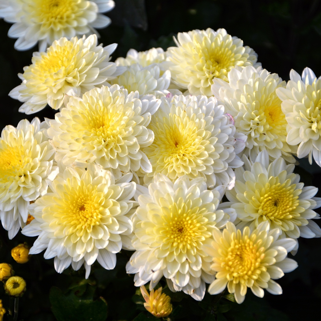 Красивый кремовый букет живых хризантем