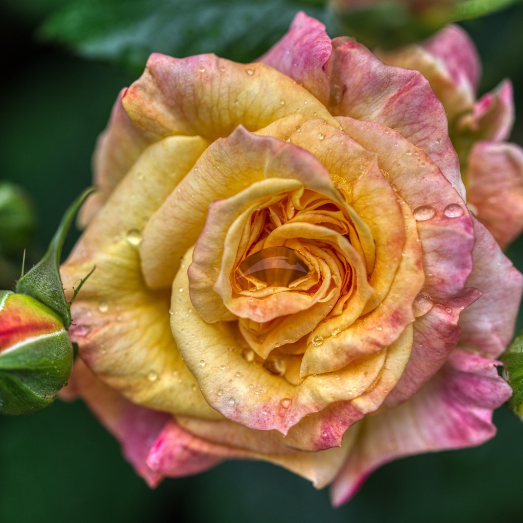 Красивая кремовая роза с бутонами на клумбе