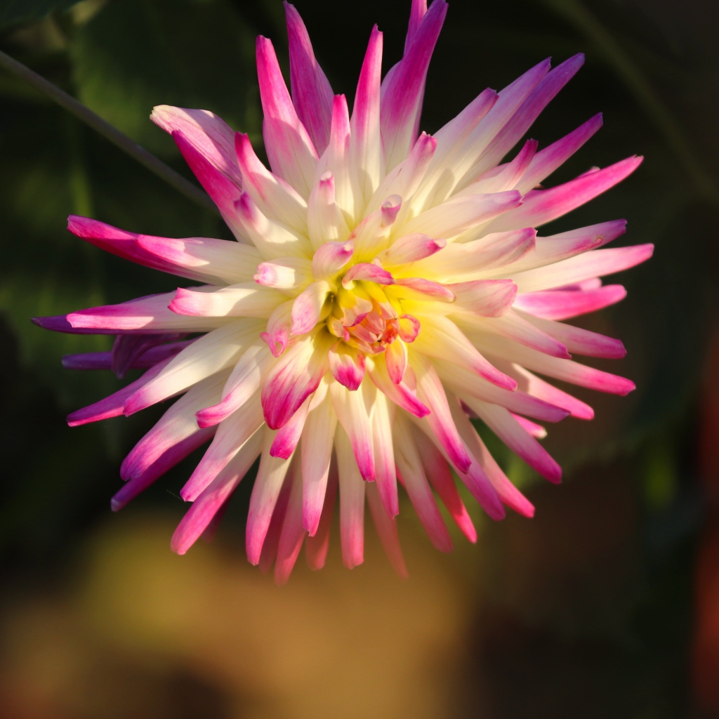 Красивый цветок георгина с розовыми лепестками 