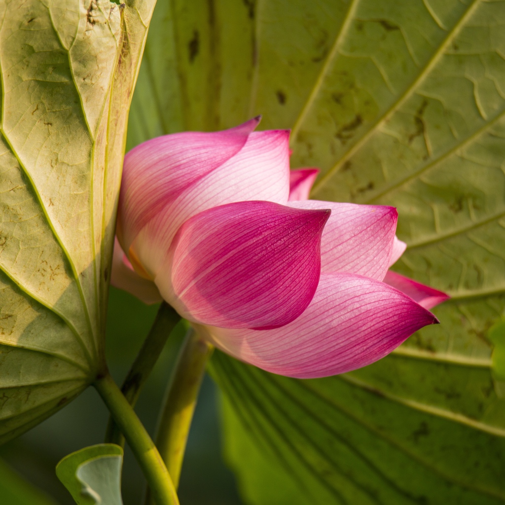Красивый нежный розовый цветок лотоса в зеленых листьях