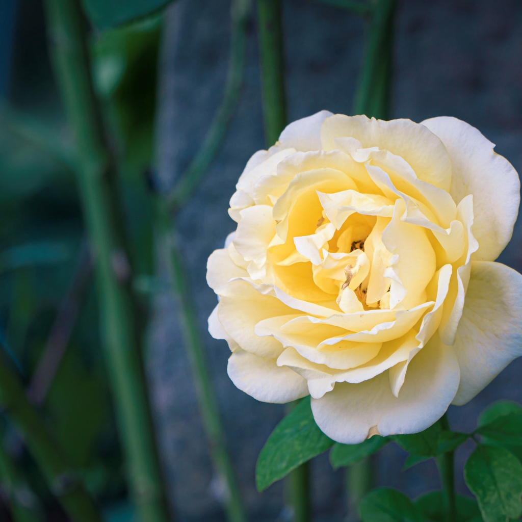 Красивая нежная белая роза крупным планом 