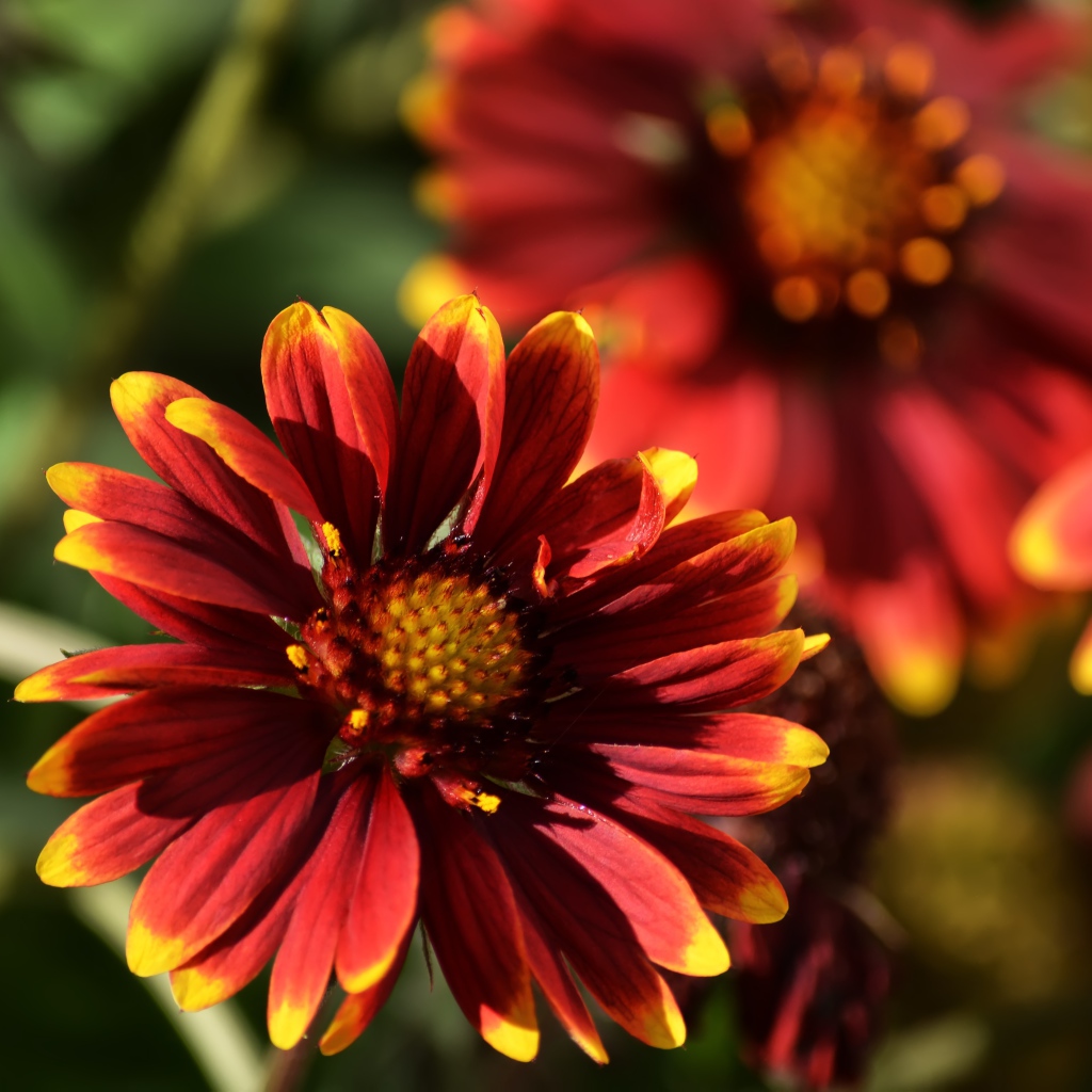Красивый огненный цветок Гайлардия