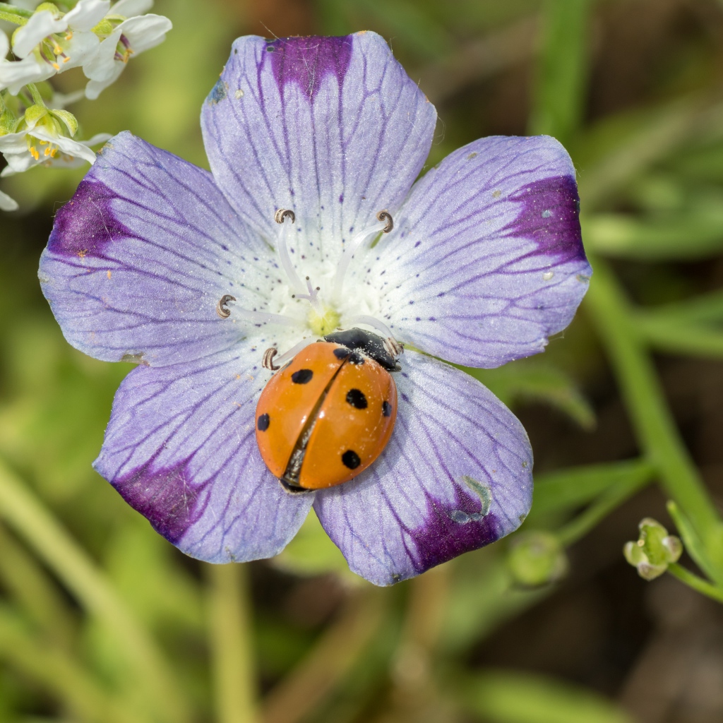 Красивый цветок гипсофилы с божьей коровкой 