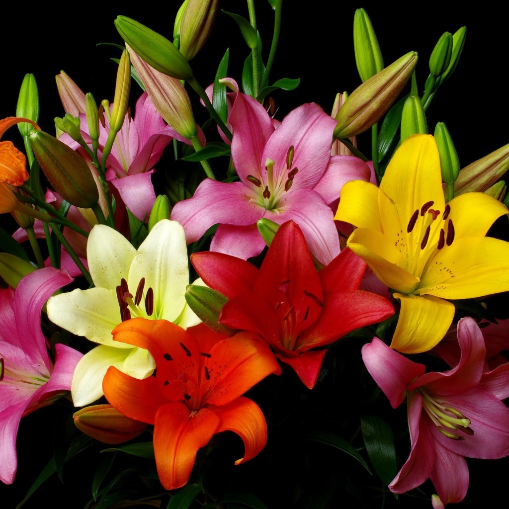 Красивый разноцветный букет лилий на черном фоне