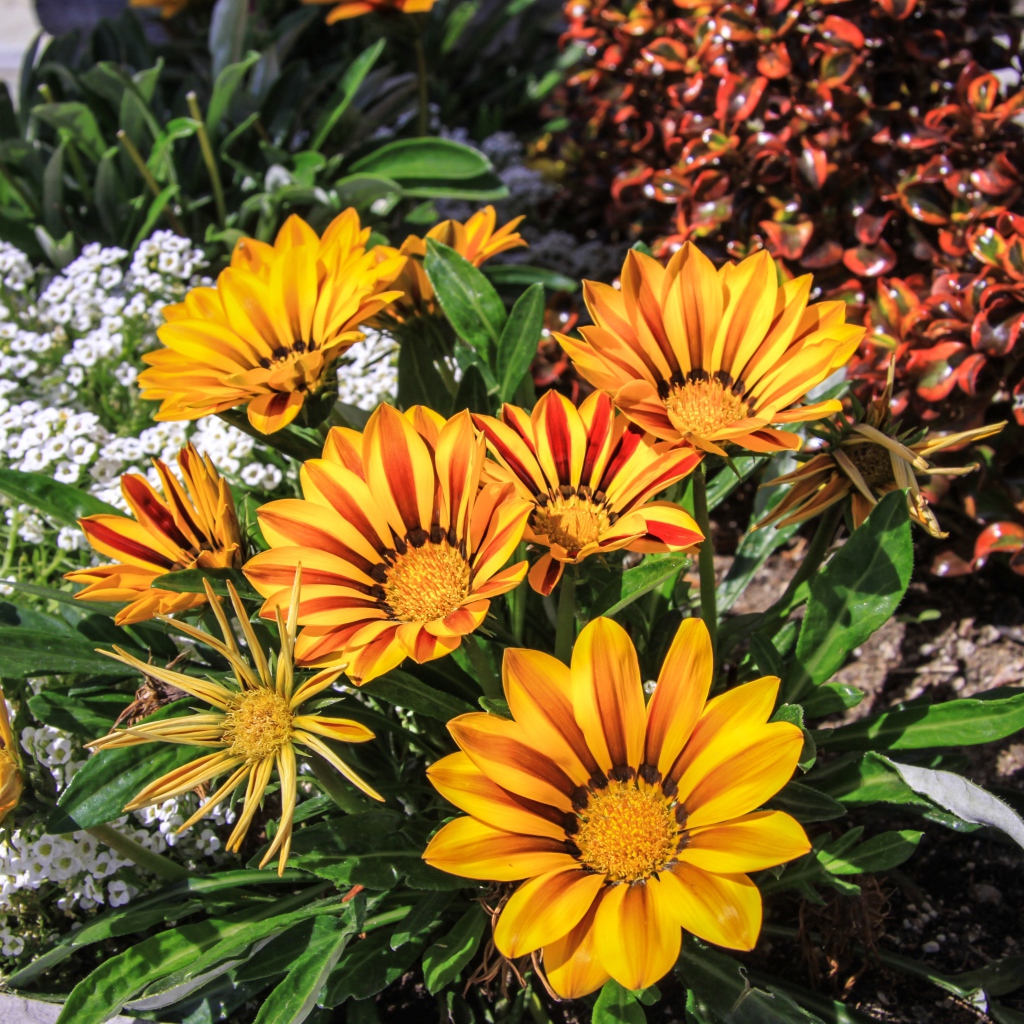 Красивые оранжевые цветы газания на клумбе