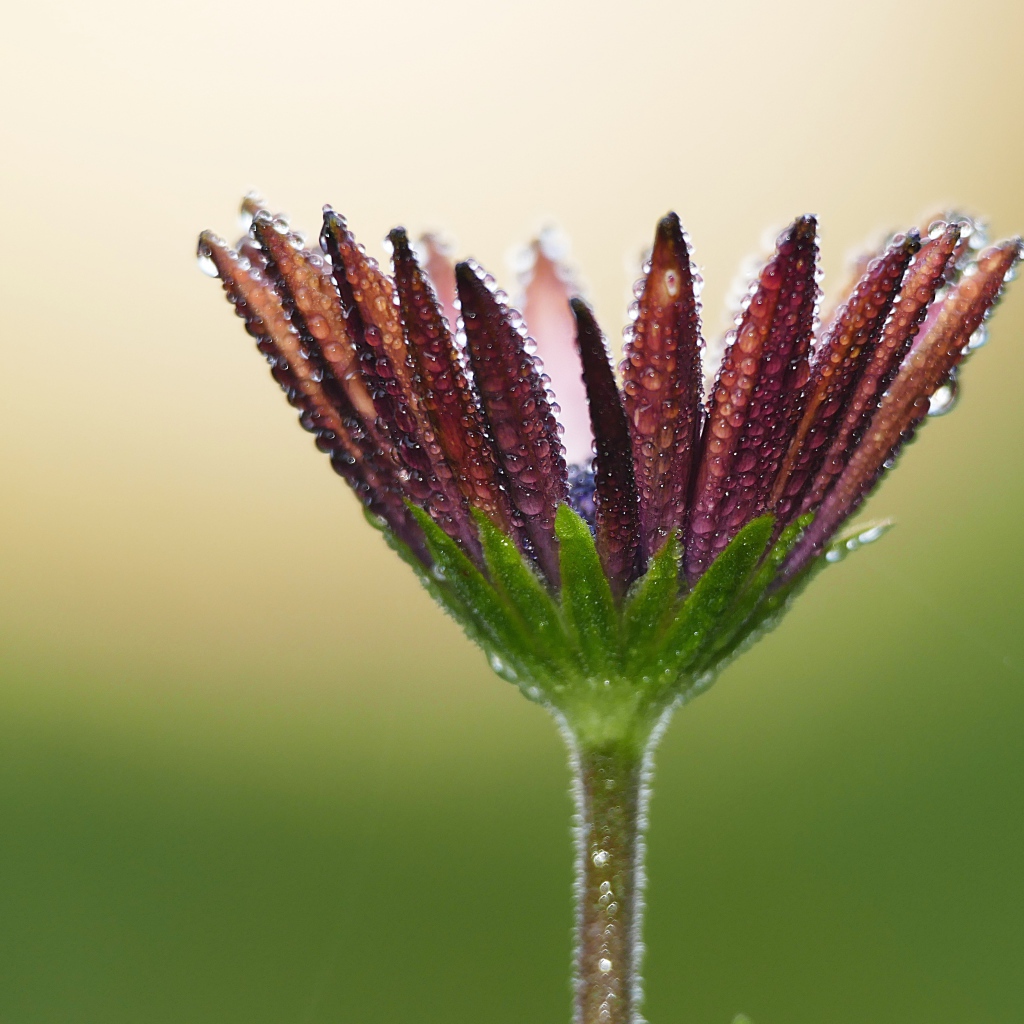 Красивый цветок остеоспермума в каплях росы 