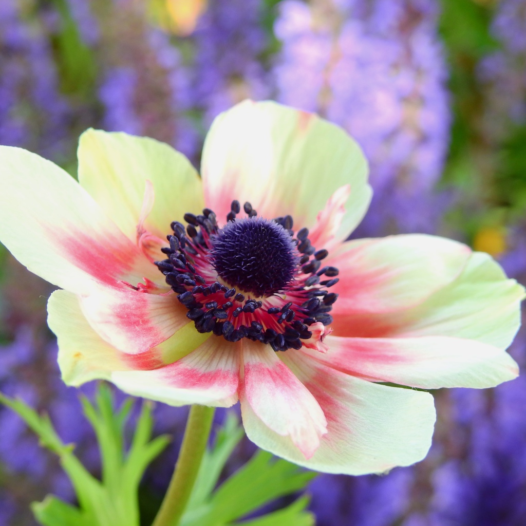 Красивый розовый цветок анемоны на клумбе 